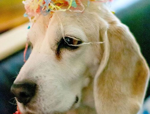 A close up of a dog with a flower in its hair