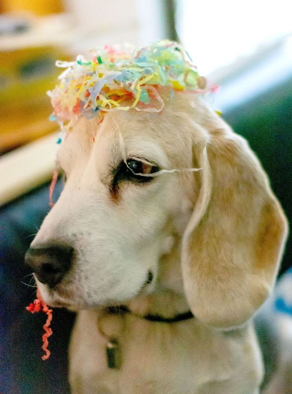 A dog with some colorful hair in its mouth.